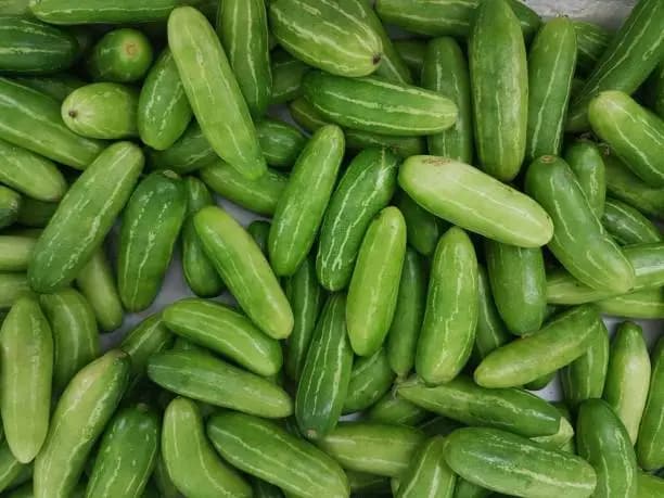 تصویر 2 از خیار بوته ای همدان ارگانیک محلی